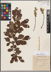 Foto von Salix aurita L.
